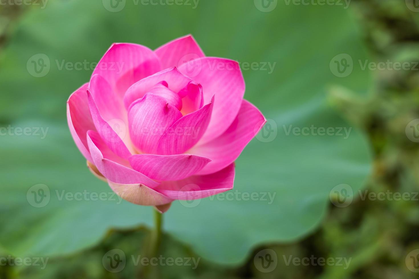 una vista ravvicinata di grandi fiori di loto rosa che sbocciano magnificamente con foglie verdi sfocate. foto