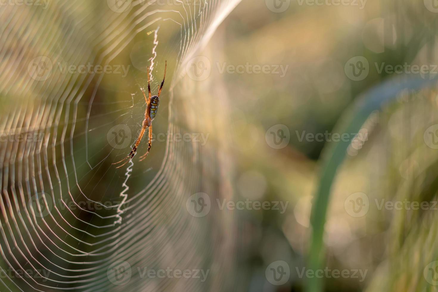 luce spider-back con sfondo verde sfocato. foto