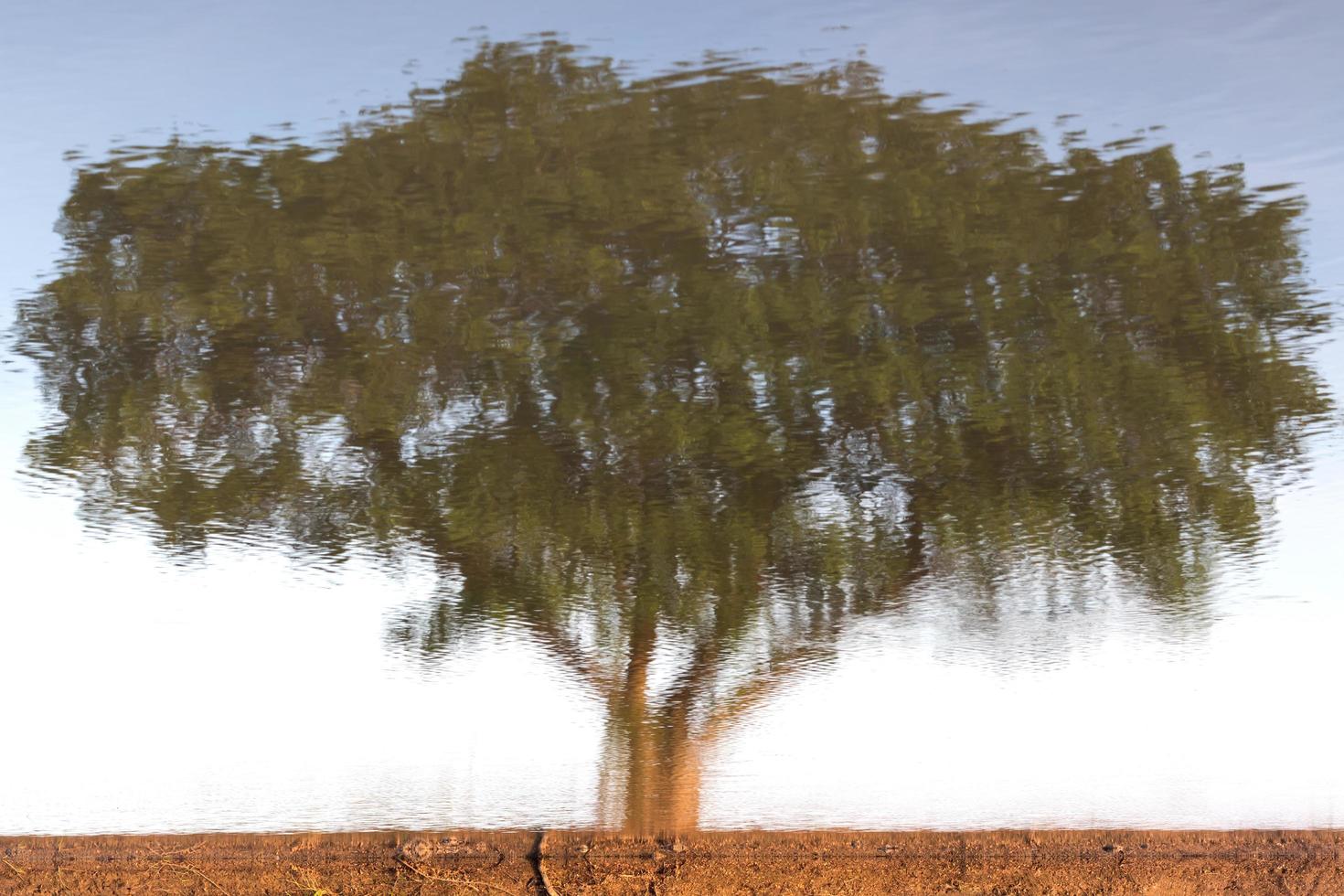 albero astratto nella riflessione dell'acqua. foto