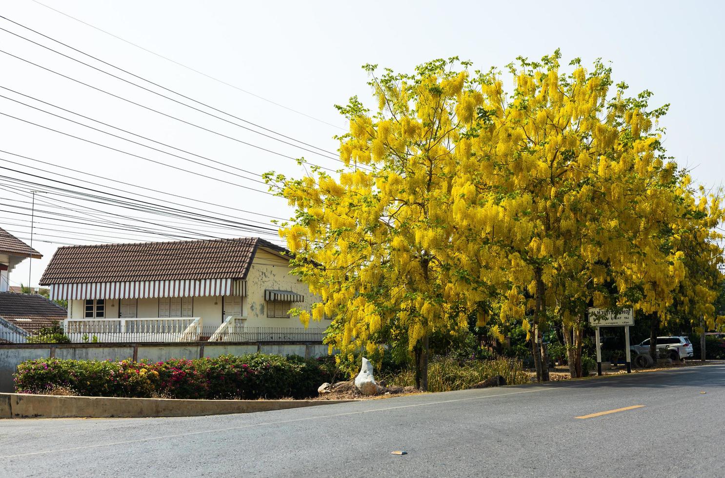 cassia fistula, albero della doccia dorata, che ha bellissimi fiori gialli in piena fioritura in estate. foto