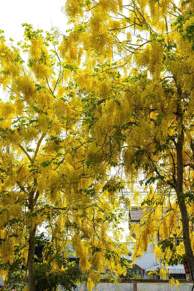 cassia fistula, albero della doccia dorata, che ha bellissimi fiori gialli. foto