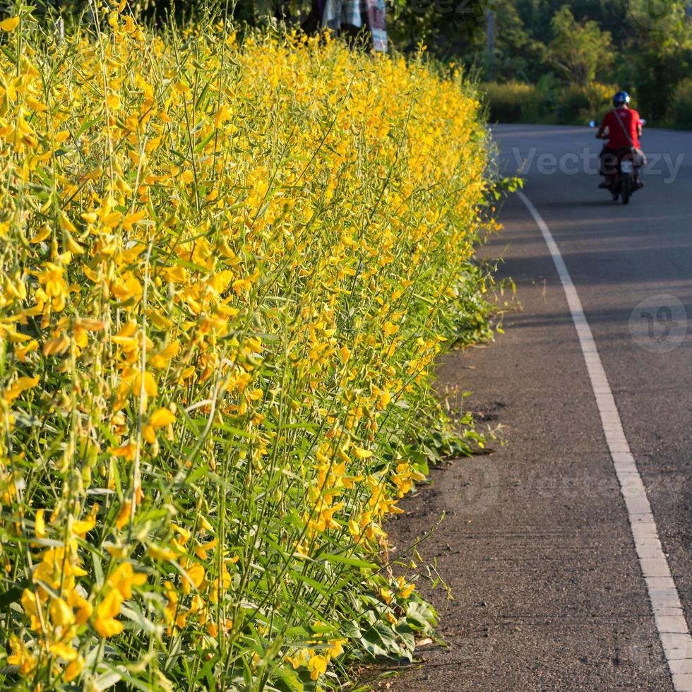 fiore di crotalaria sulle strade rurali. foto