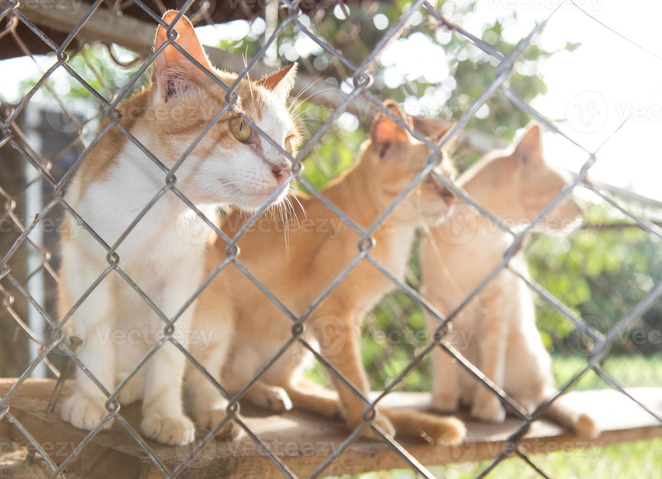 i gatti sono retroilluminati in una gabbia. foto