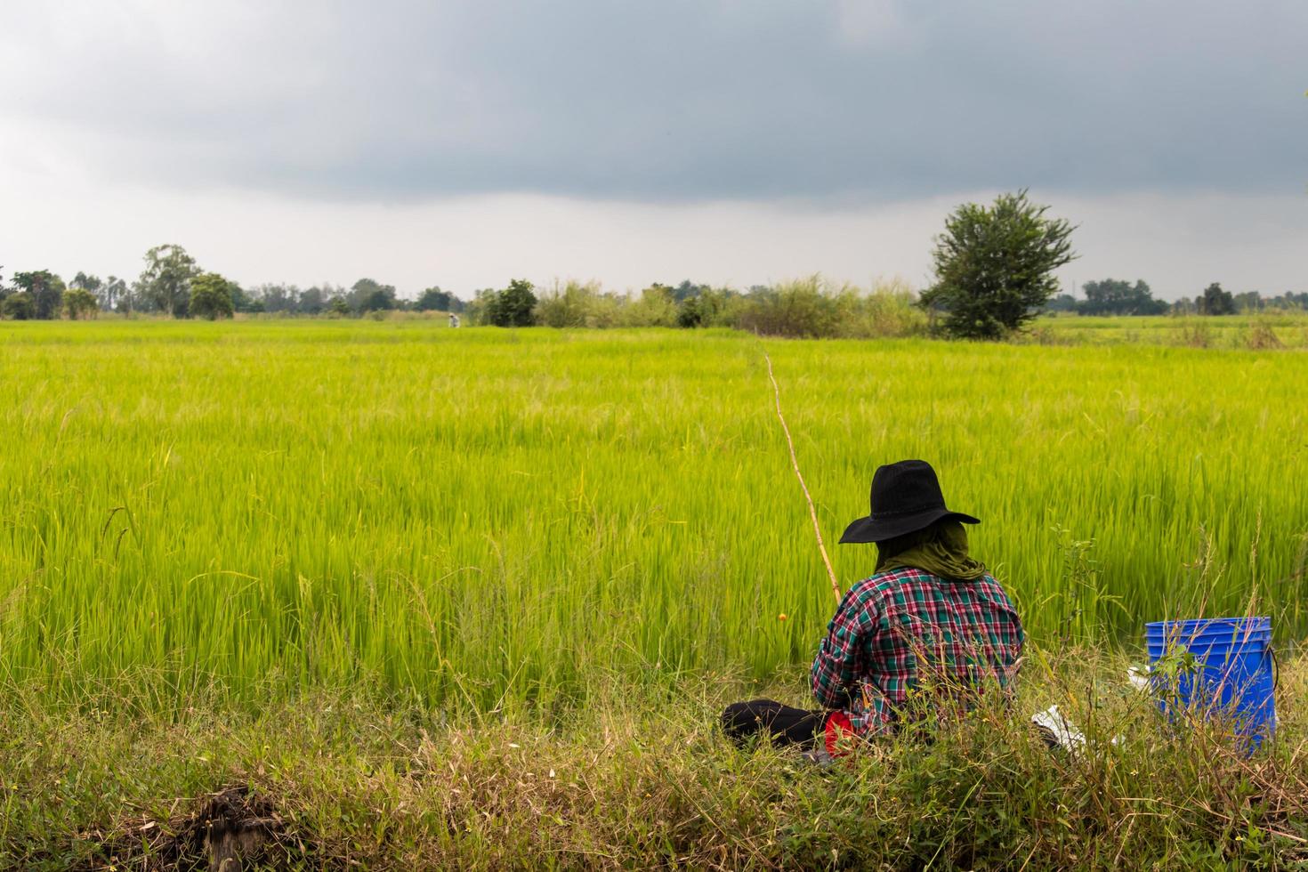 i contadini stanno pescando in una risaia. foto