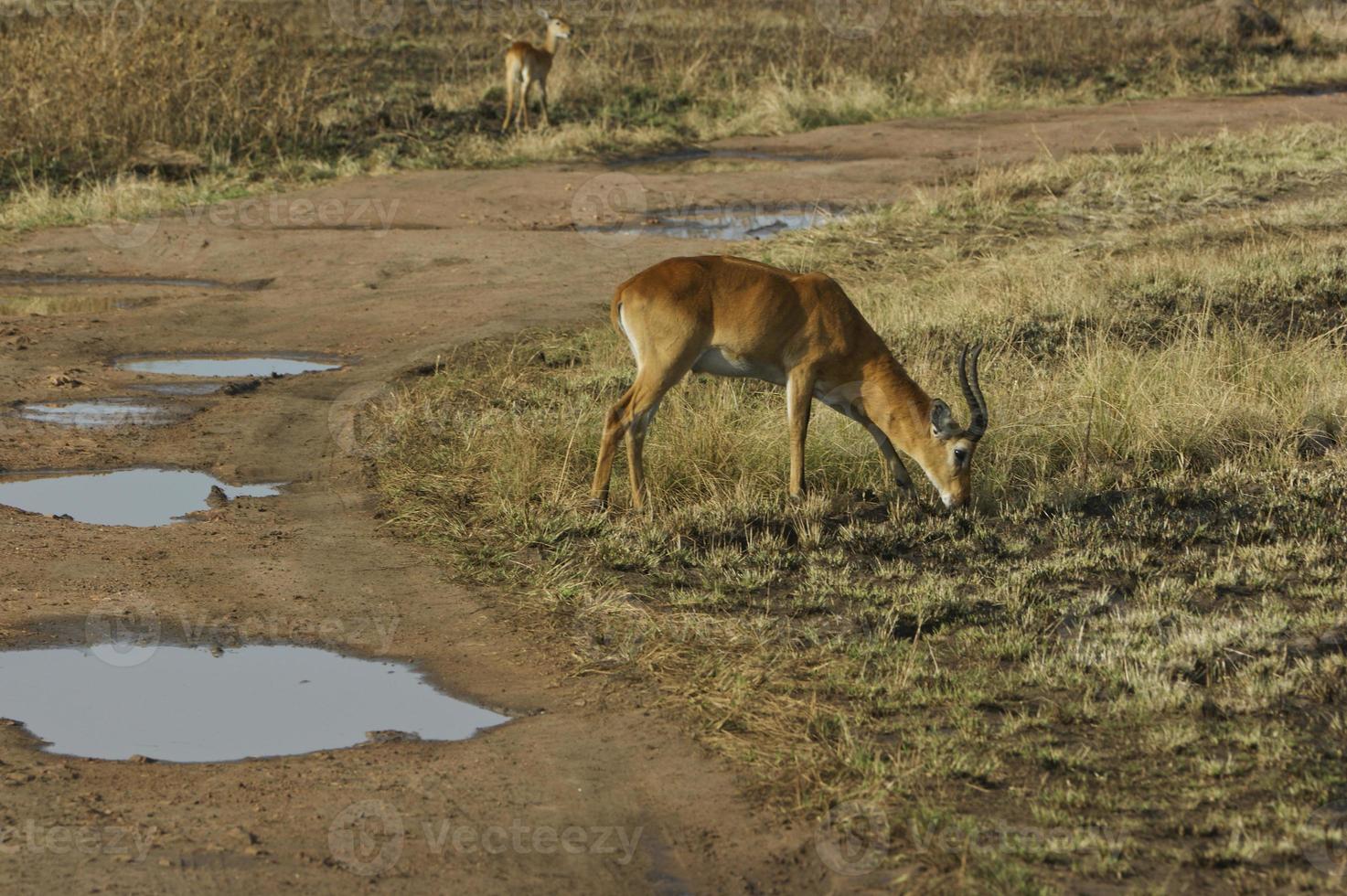 uganda kob nel parco nazionale della regina elisabetta, uganda africa foto