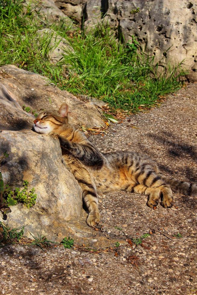 pavimento di appoggio gatto selvatico con raggi di sole su pietra foto