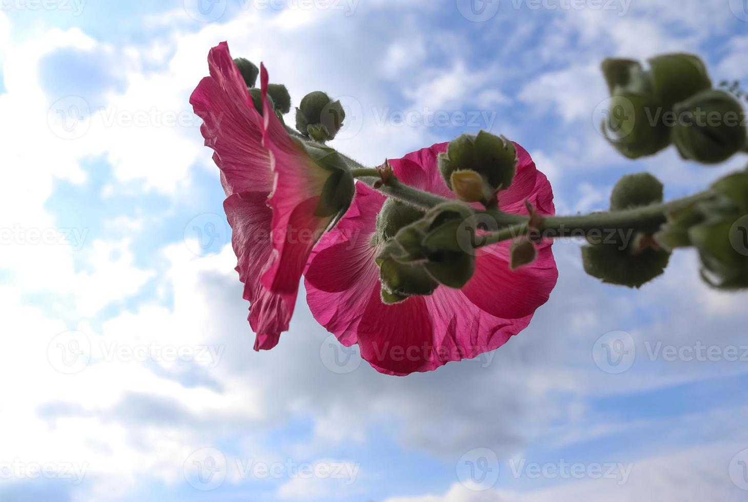 stockrose di fiori rosa si chiudono su uno sfondo verde e fresco foto