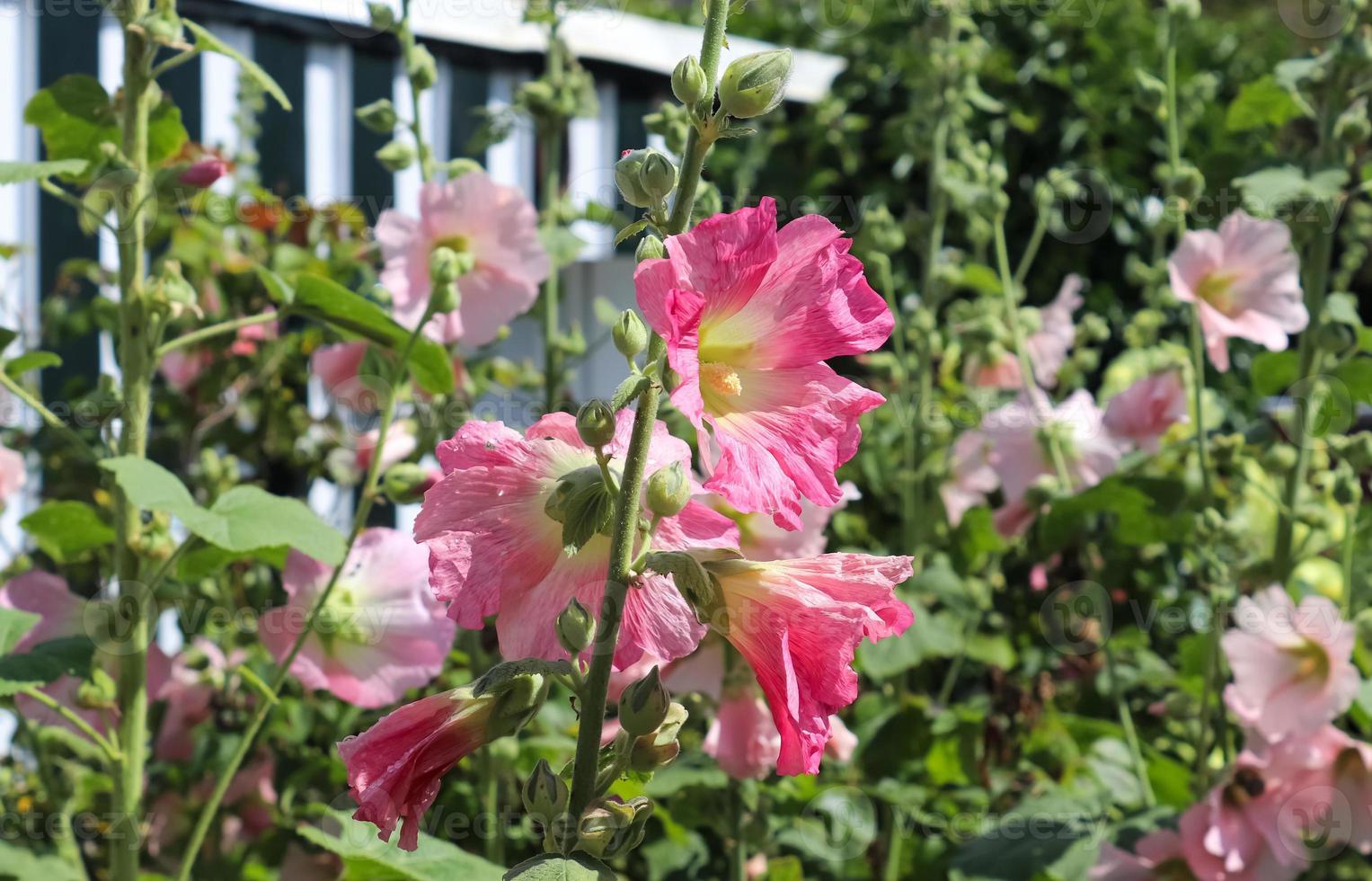 stockrose di fiori rosa si chiudono su uno sfondo verde e fresco foto