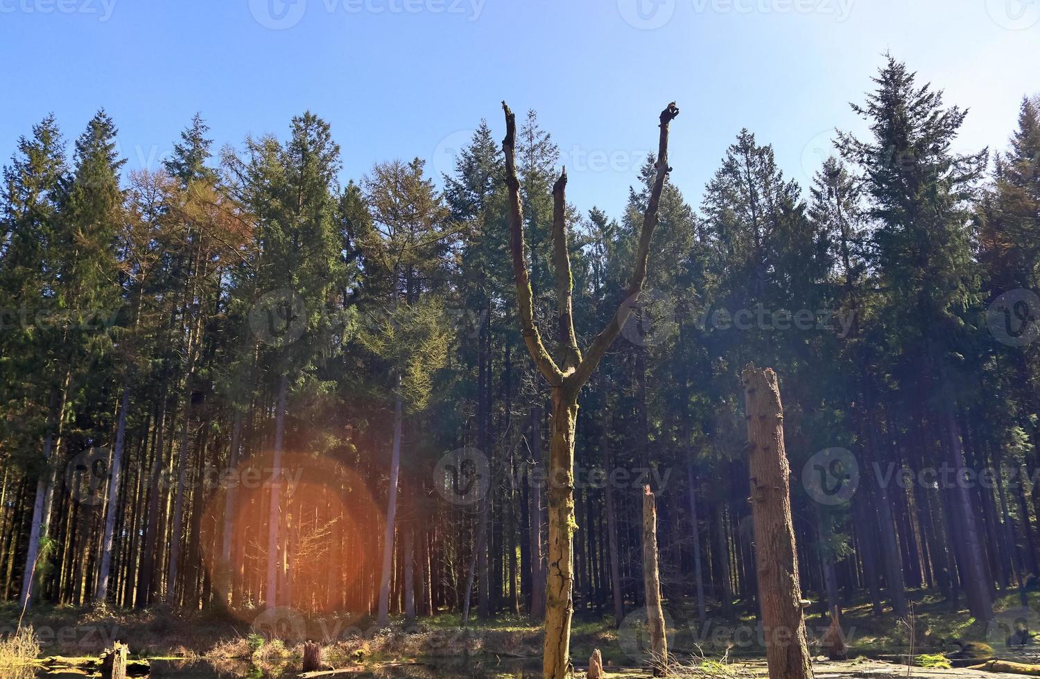 una radura in una foresta di conifere con uno specchio d'acqua nella palude. foto