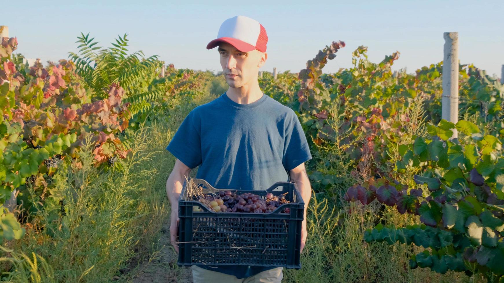 giovane agricoltore maschio lavora nella vigna in una soleggiata giornata estiva foto