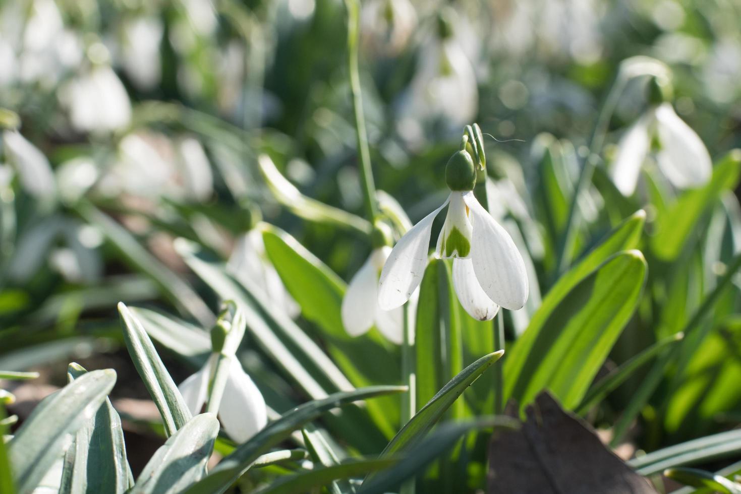 primo piano di fiori di bucaneve in primavera foto