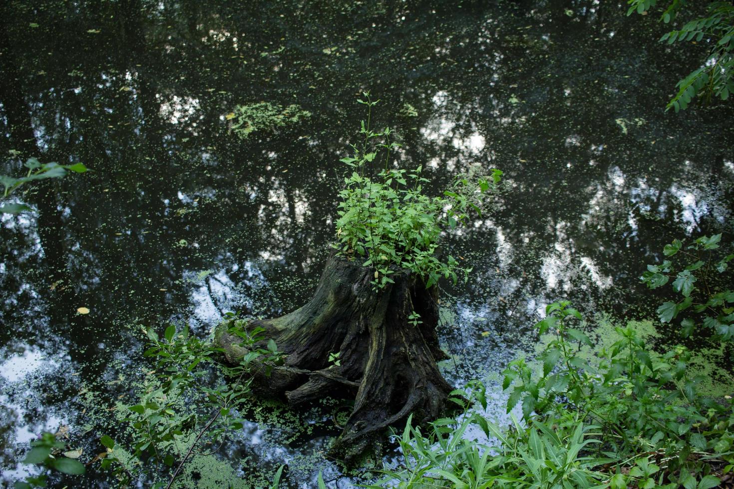 paesaggio con fiume nella foresta foto