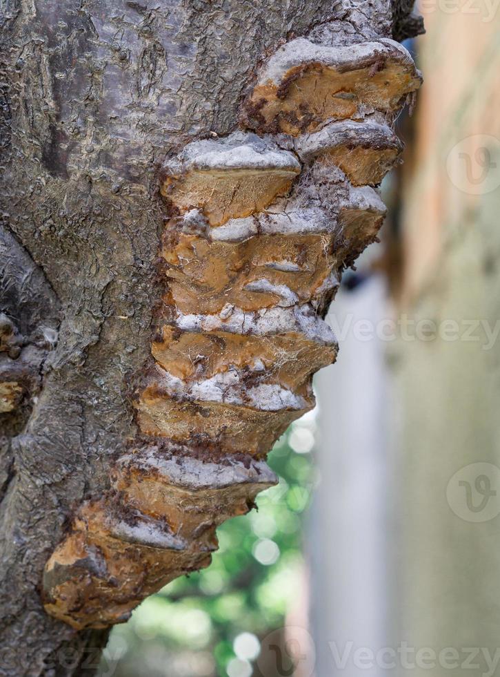 famiglia di funghi che crescono in un albero foto