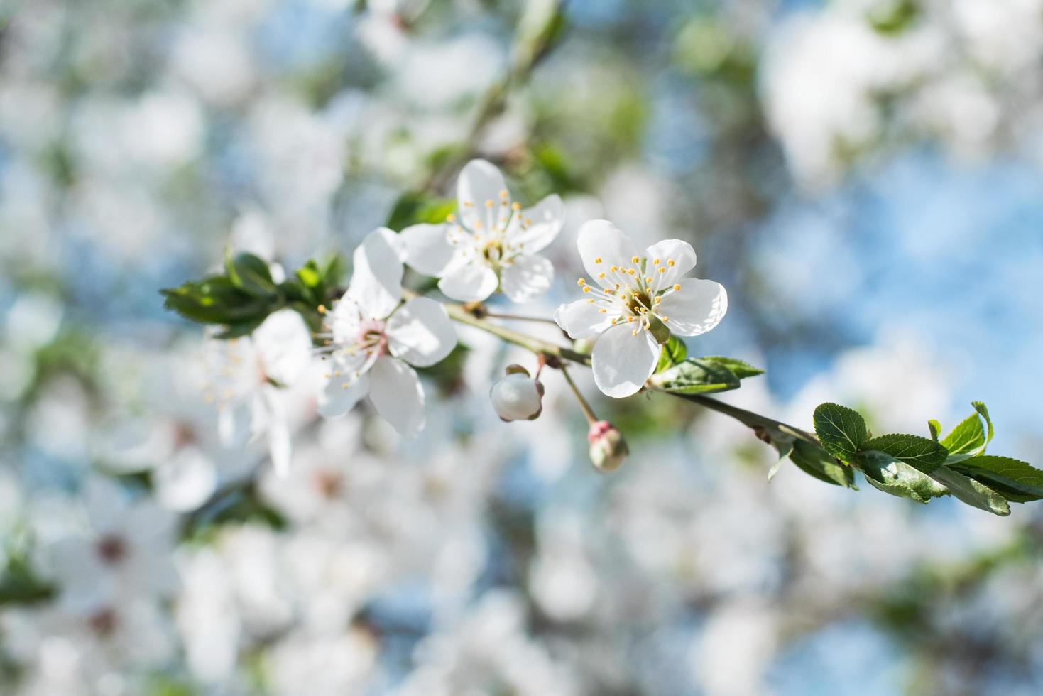 primo piano di fiori di ciliegio bianchi foto