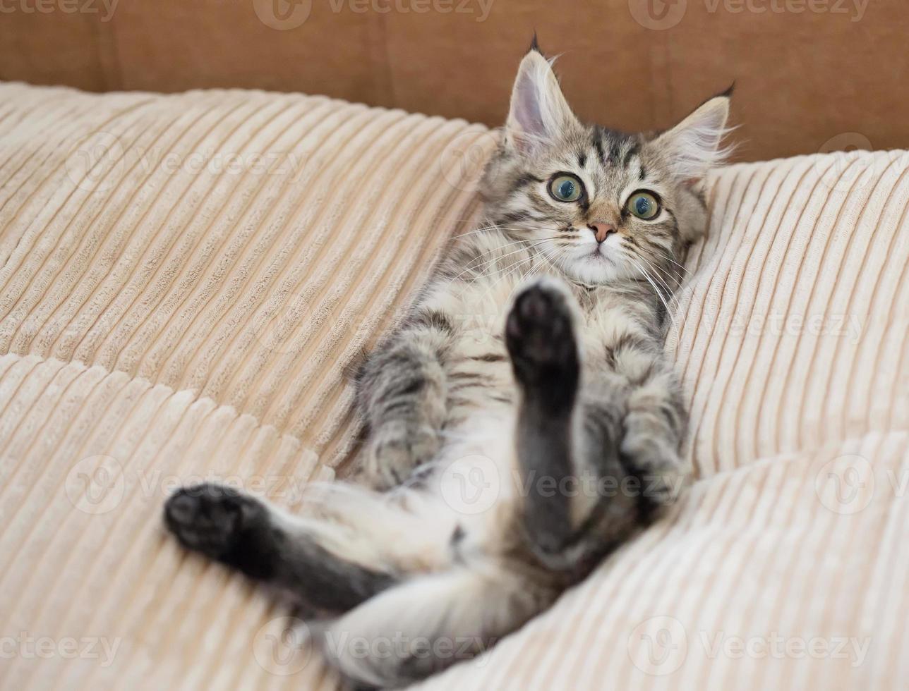 gattino del procione lavatore disteso su un letto a pancia in su foto
