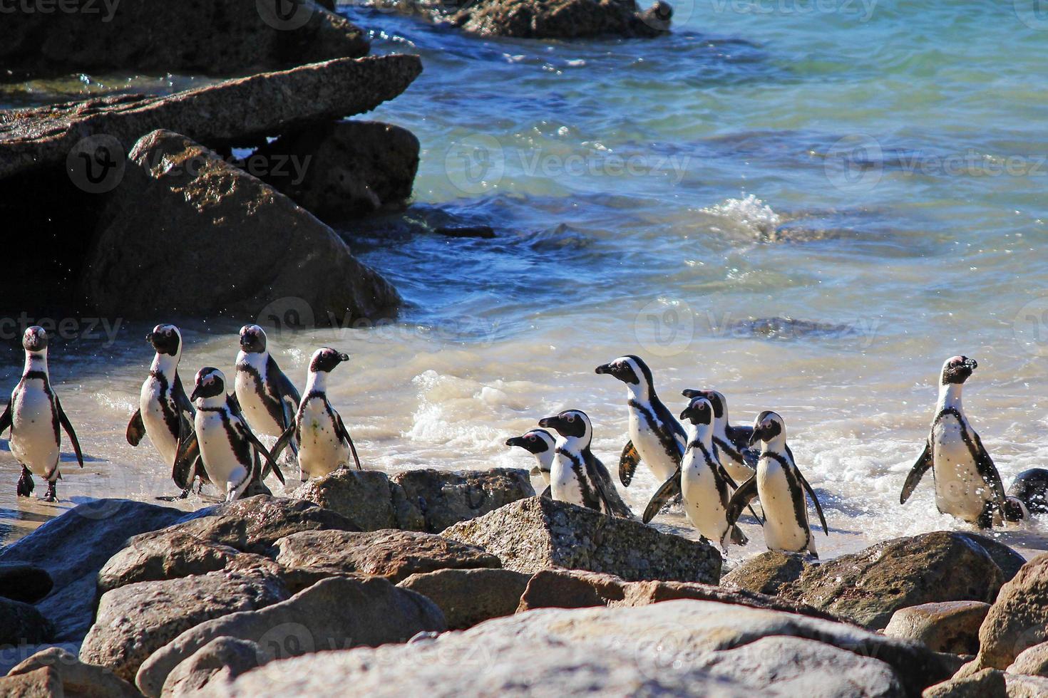 pinguino africano foto