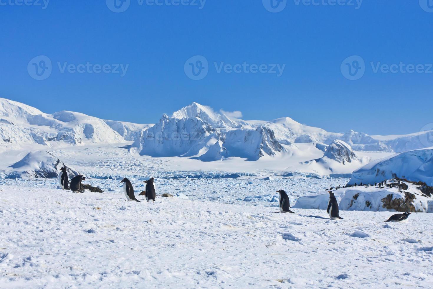 grande gruppo di pinguini foto
