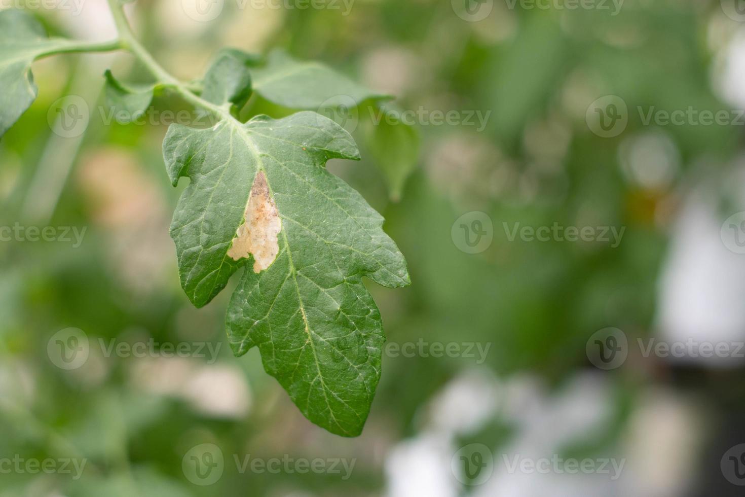 verme minatore tuta absoluta infestato su foglia di pomodoro. foto