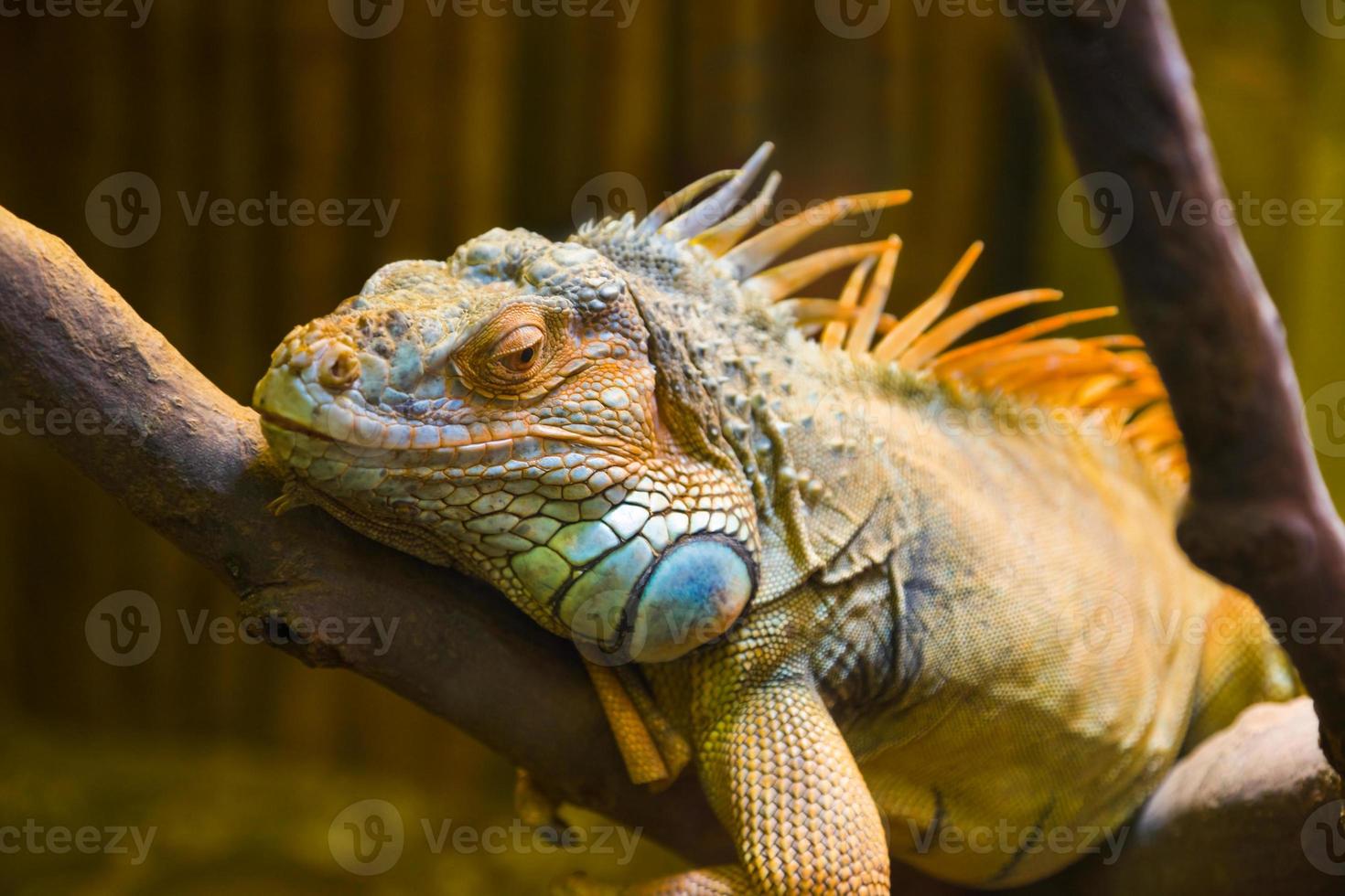lucertola iguana grande nel terrario foto