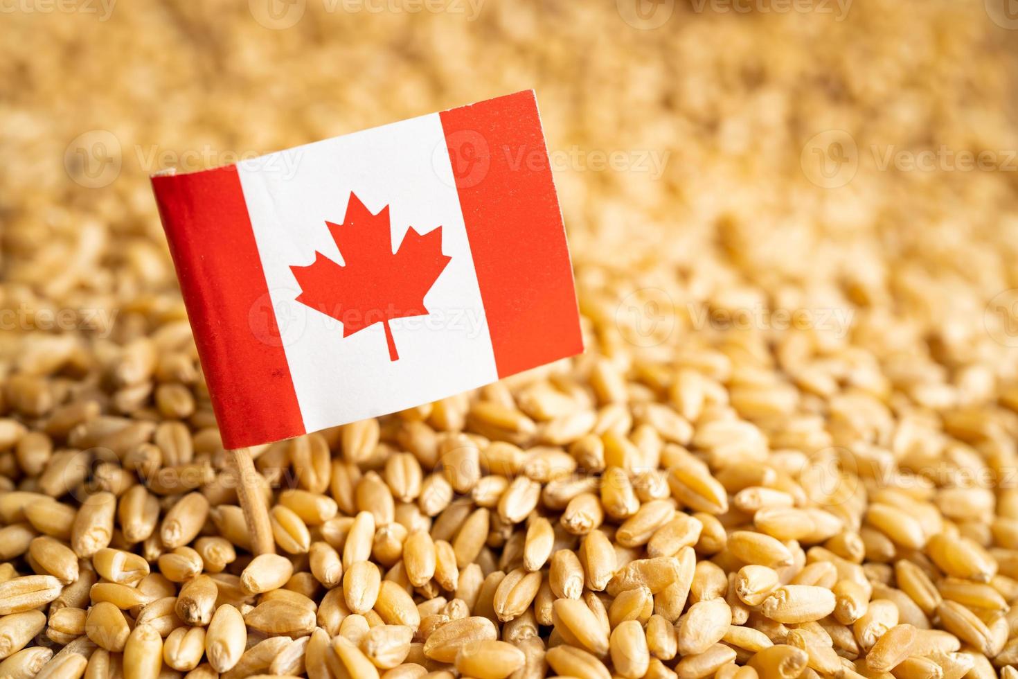 chicchi di grano con bandiera del canada, esportazione commerciale e concetto di economia. foto