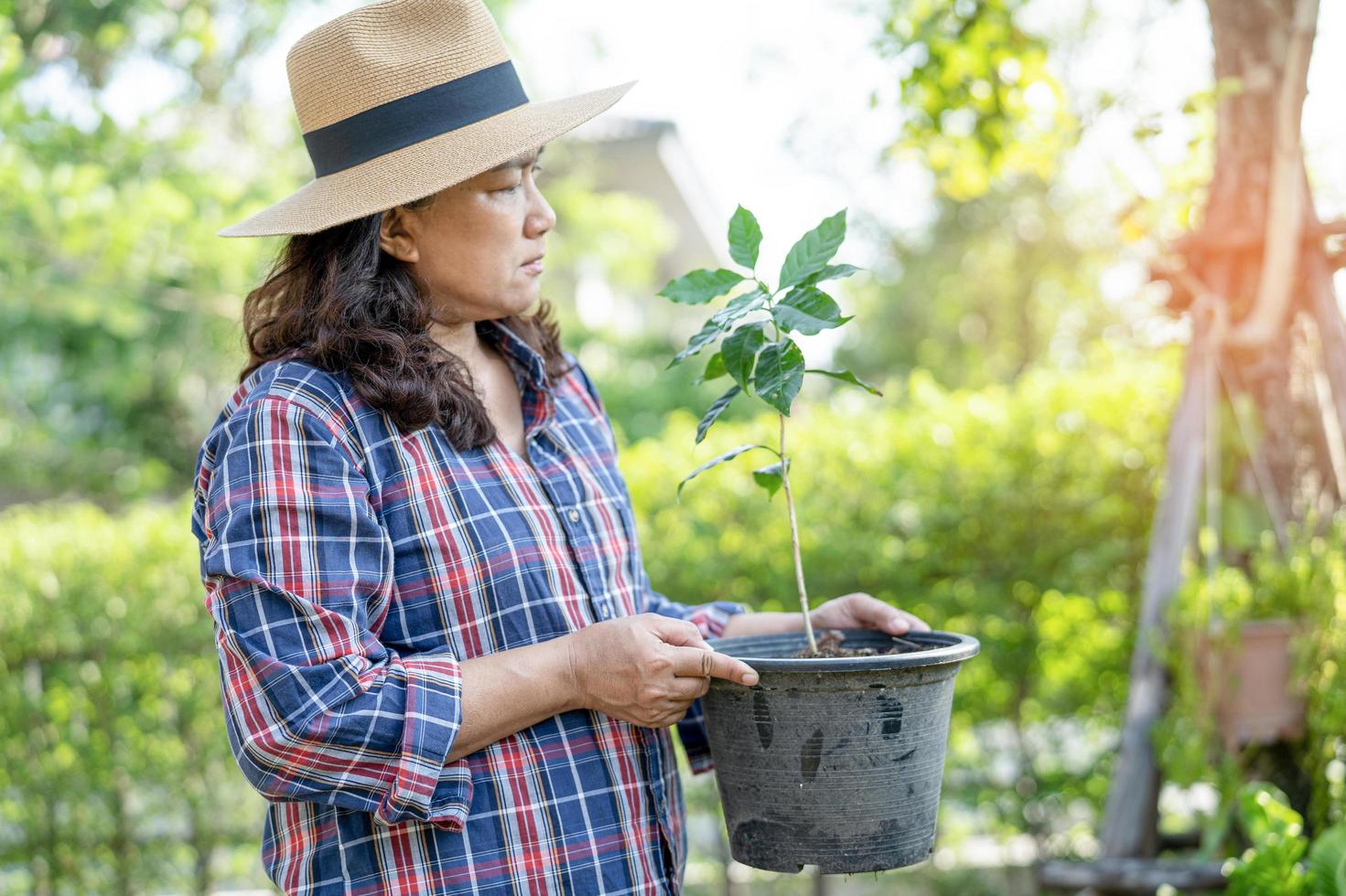 donna giardiniere che tiene pianta in vaso con albero in crescita in giardino. foto