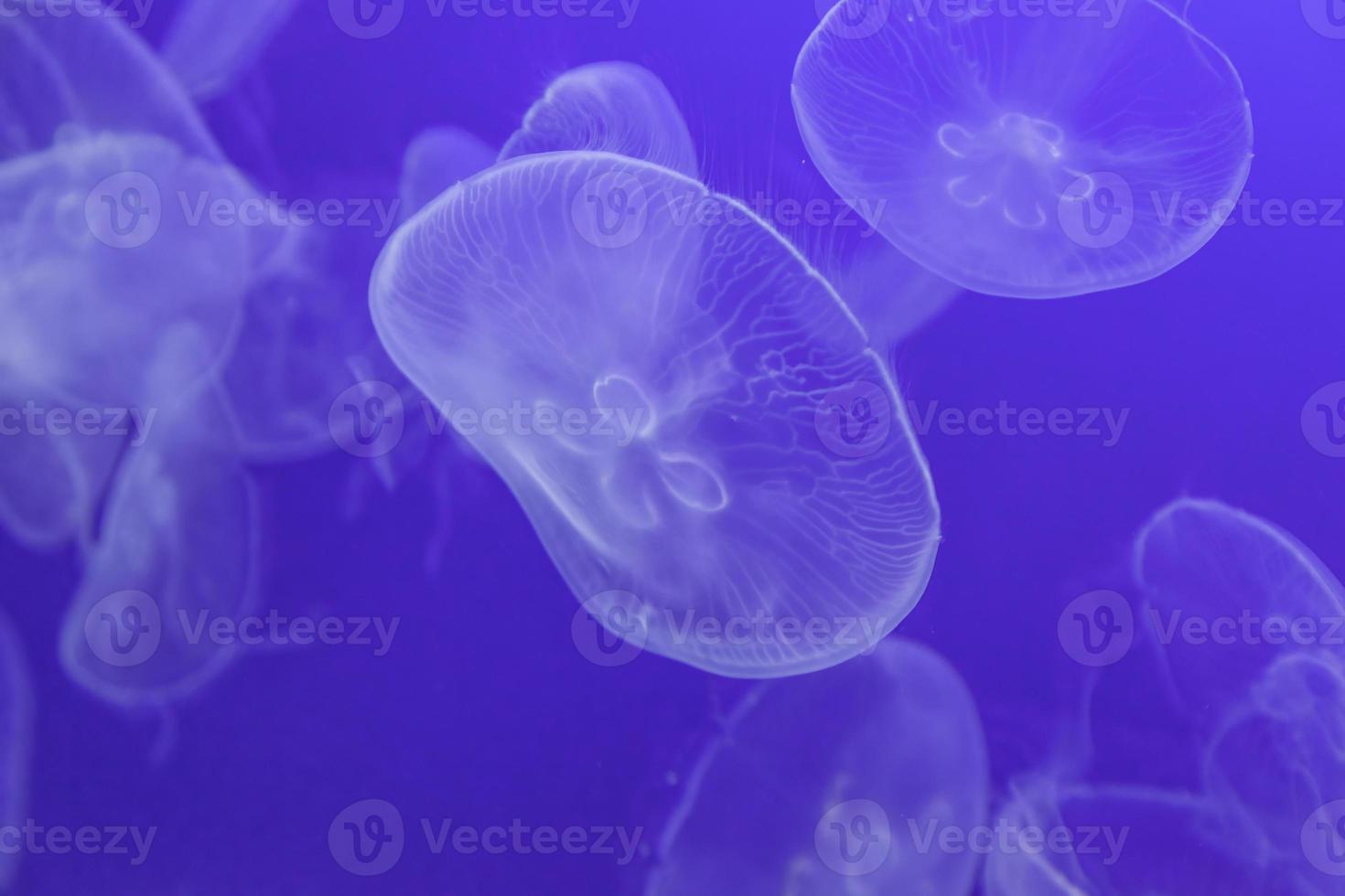 meduse trasparenti nel mare foto