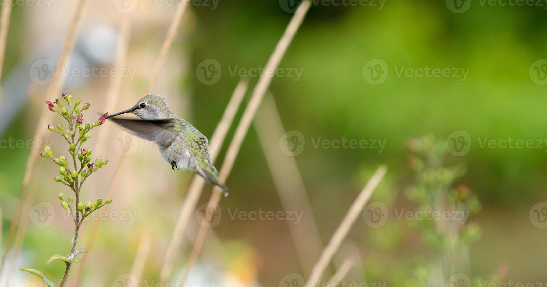 colibrì femminile di Anna al fiore foto