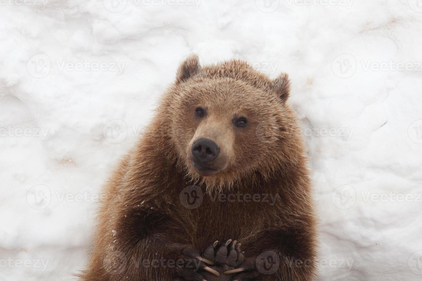 orso bruno in natura, che gioca con la neve foto