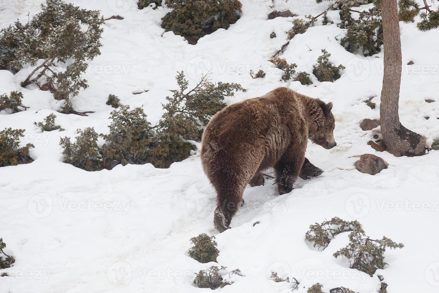 orso bruno in natura, che gioca con la neve foto