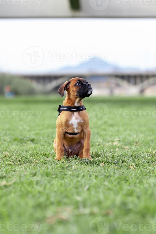 boxer cucciolo di cane che fa una passeggiata nel parco foto