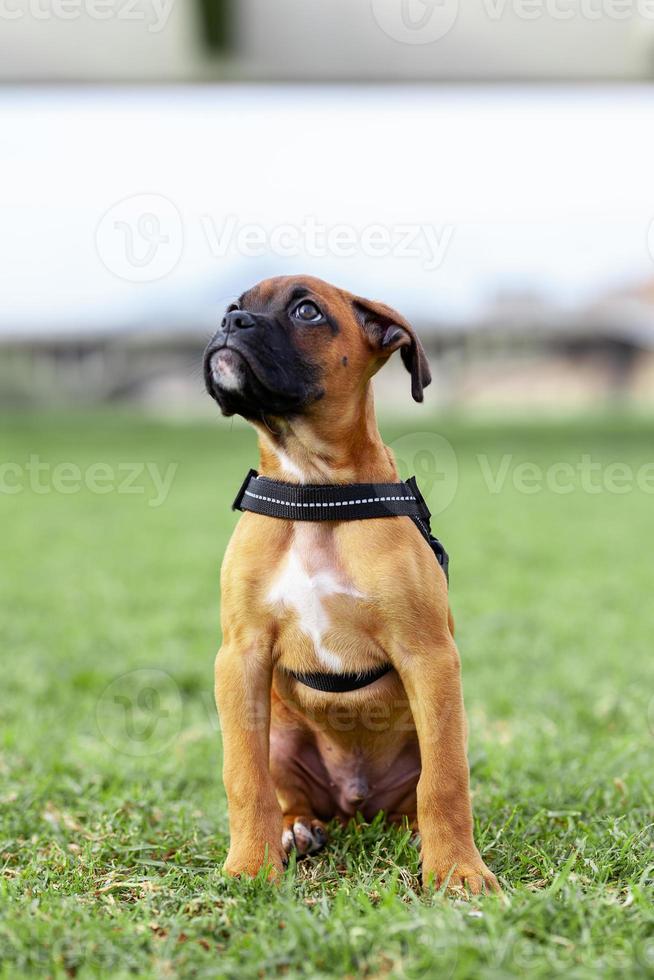 boxer cucciolo di cane che fa una passeggiata nel parco foto