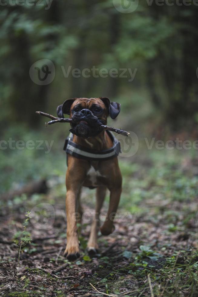 cane boxer nella natura, nel paesaggio, nella foresta e negli amici foto