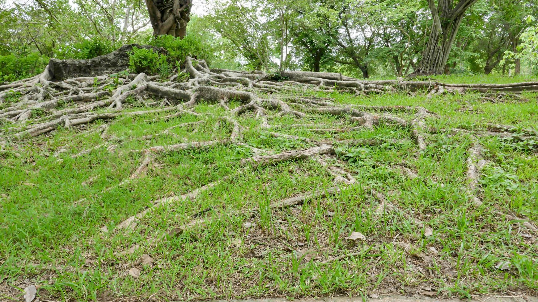 un grande albero con le radici che ricoprono il suolo, un grande albero nel giardino foto