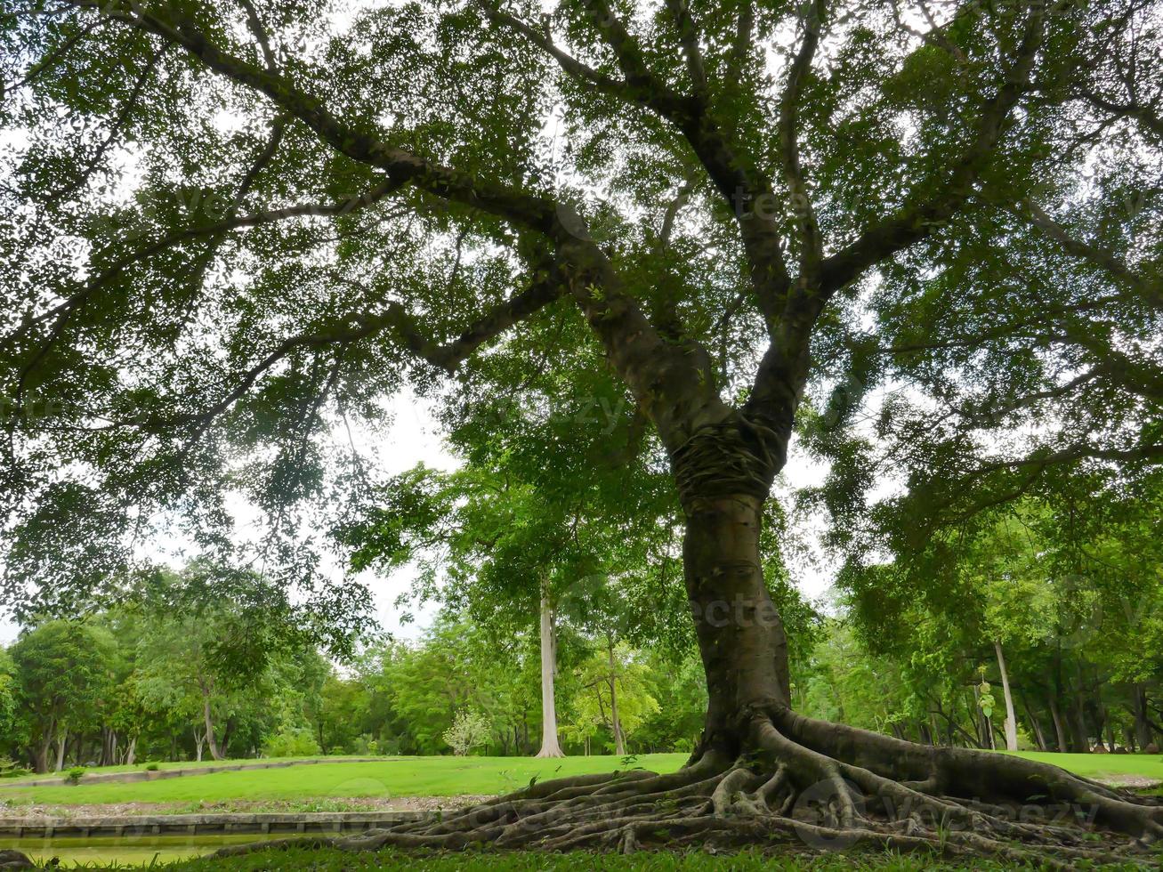 un grande albero con le radici che ricoprono il suolo, un grande albero nel giardino foto