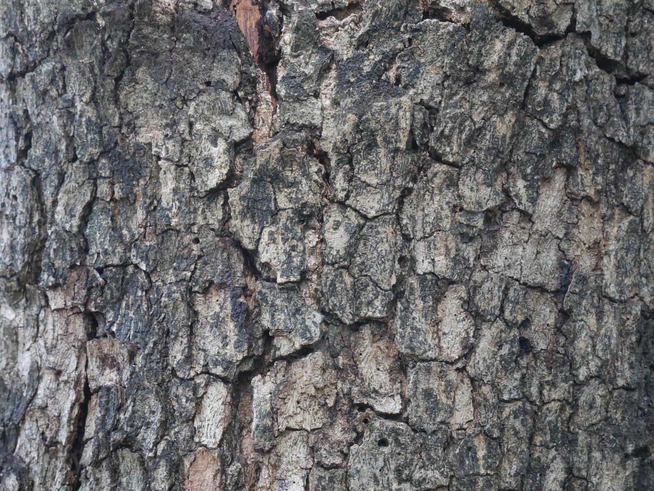 struttura in legno secco foto