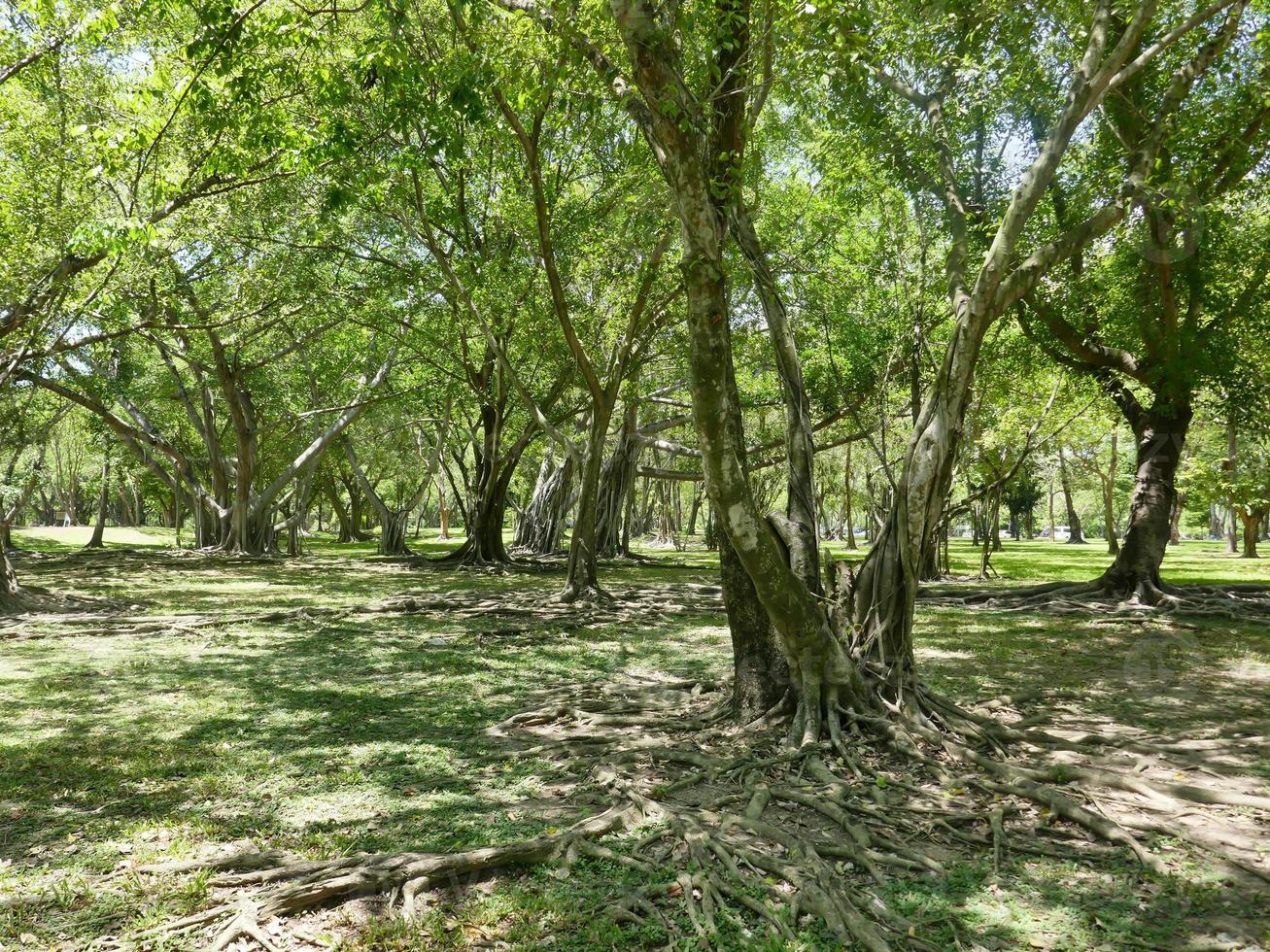 un grande albero con le radici che ricoprono il suolo, un grande albero nel giardino foto