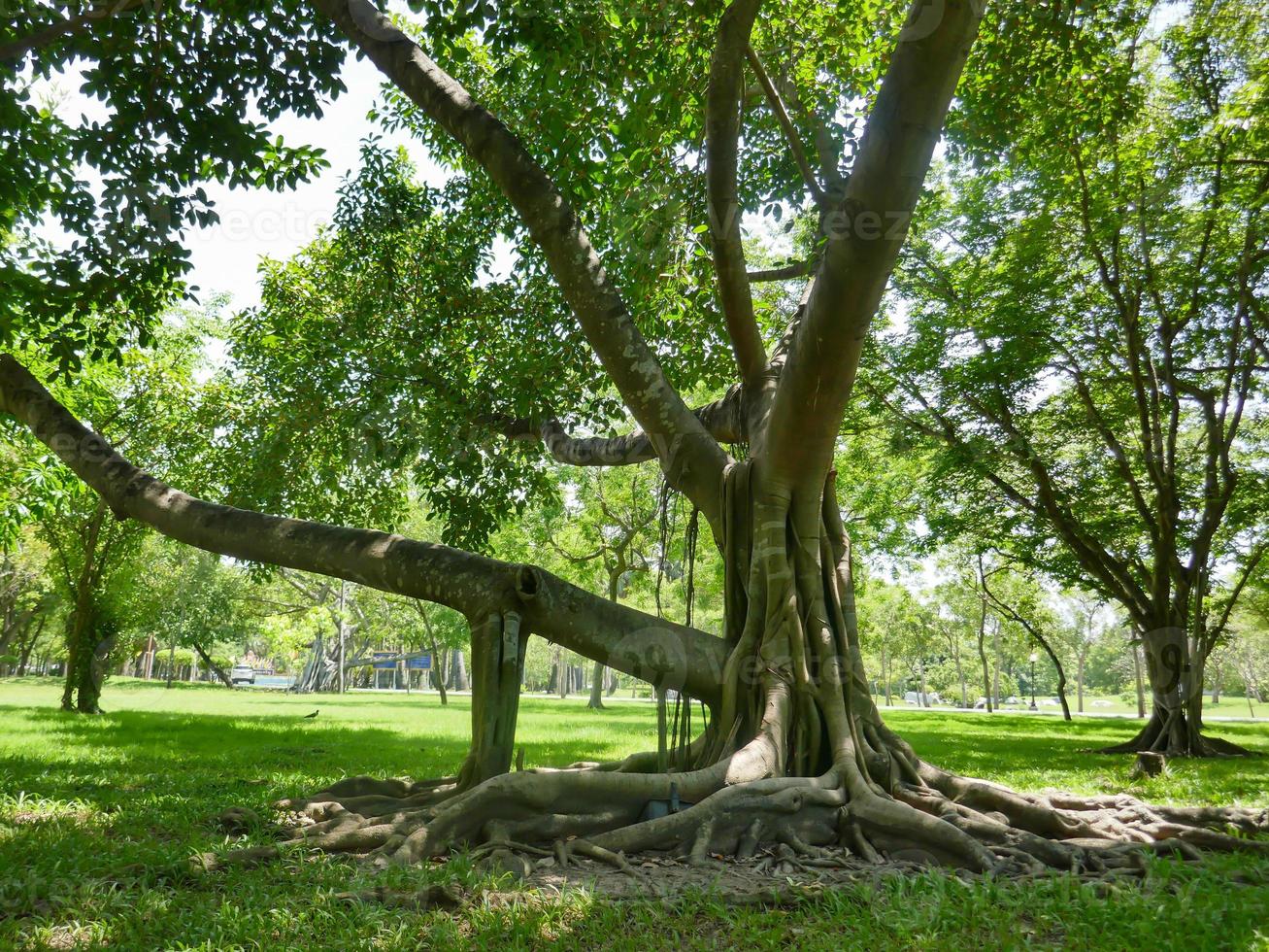 un grande albero con le radici che ricoprono il suolo, un grande albero nel giardino foto