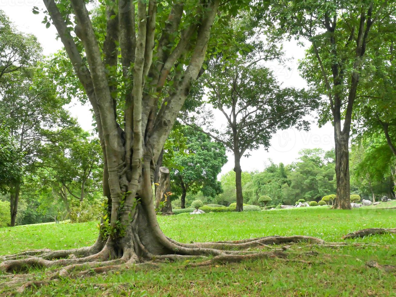 un grande albero con le radici che ricoprono il suolo, un grande albero nel giardino foto