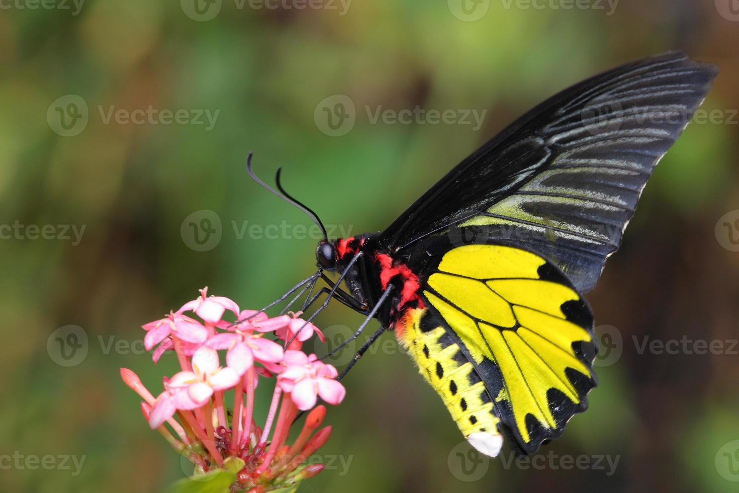 farfalla d'oro volante foto