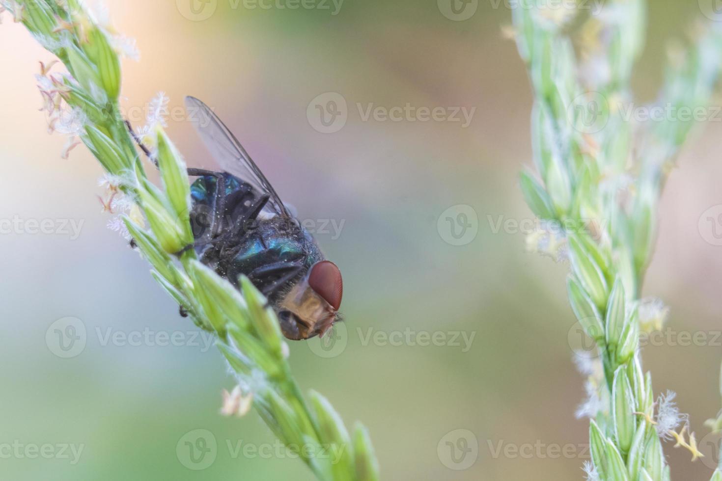 la mosca comune (musca domestica) foto