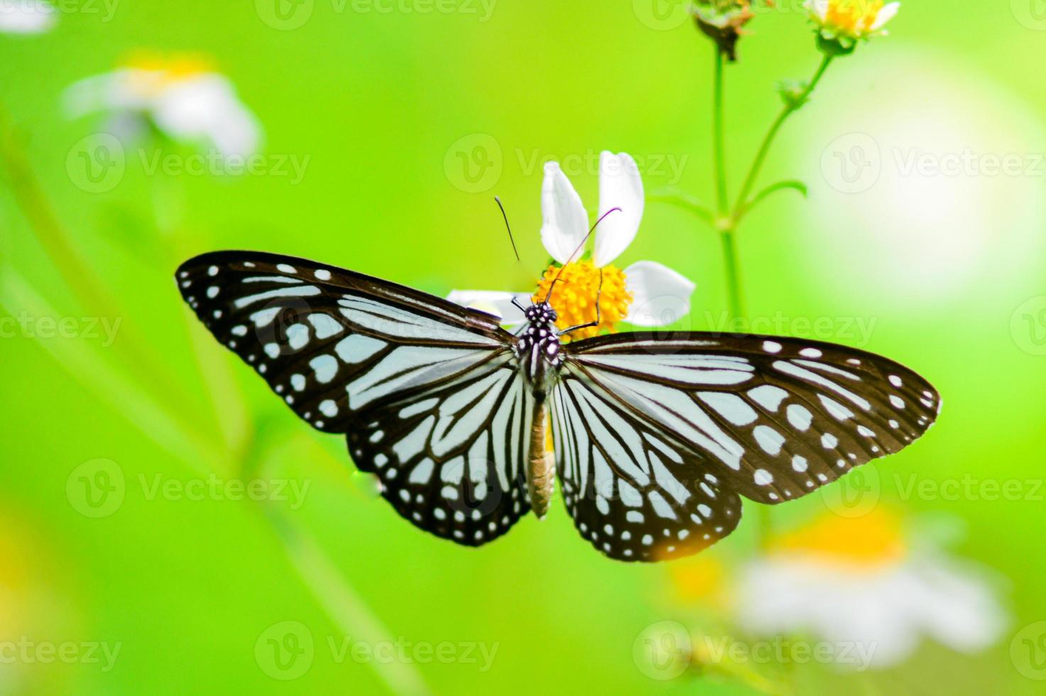 bellissime farfalle in natura stanno cercando il nettare dai fiori nella regione tailandese della tailandia. foto