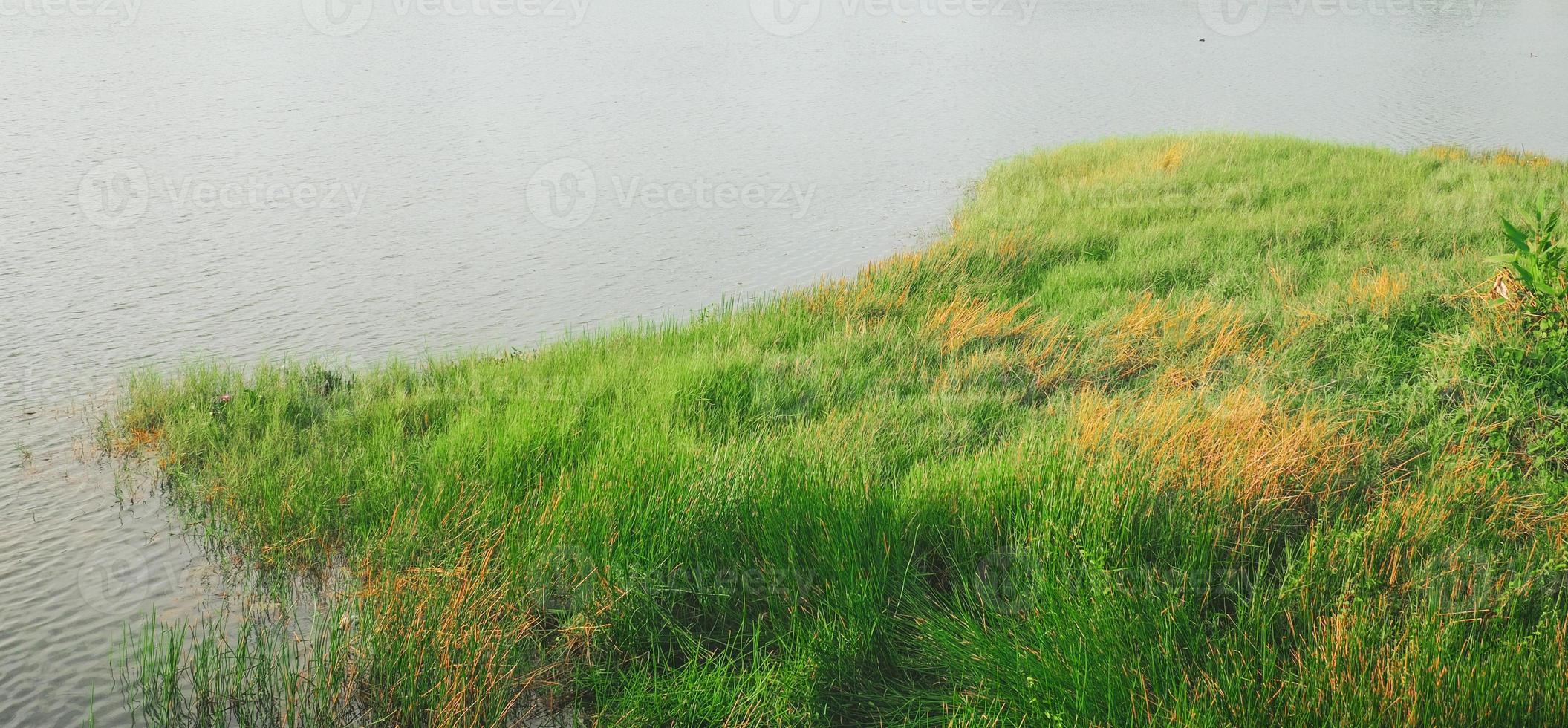 immagine di sfondo del concetto per conto della natura lascia l'erba foto