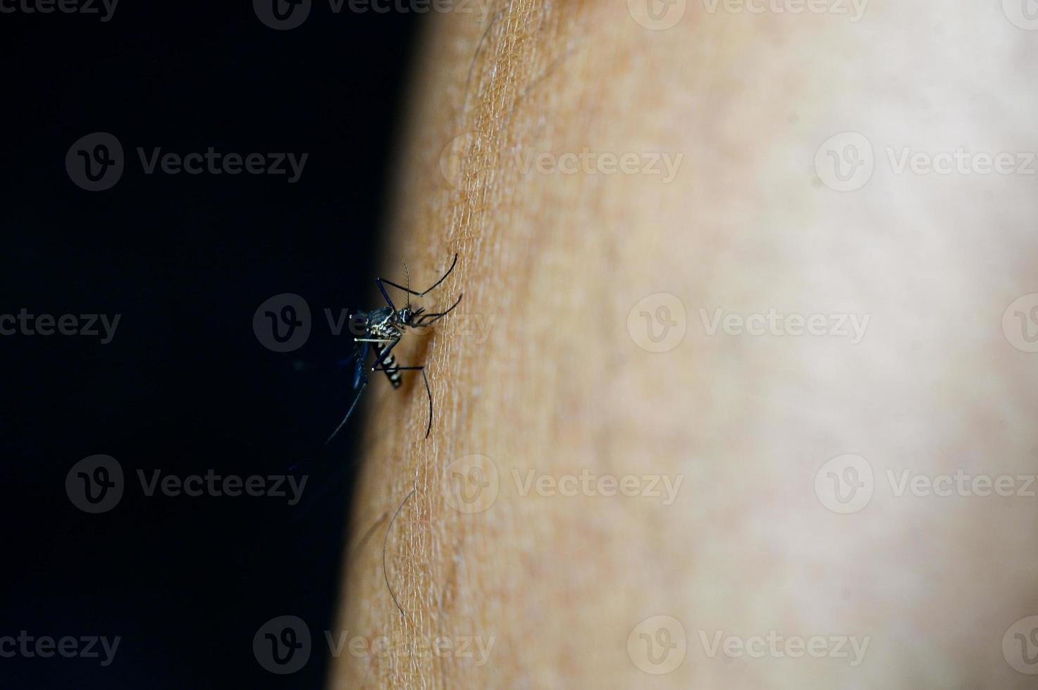 le zanzare nelle foreste tropicali succhiano il sangue sulla pelle umana. foto