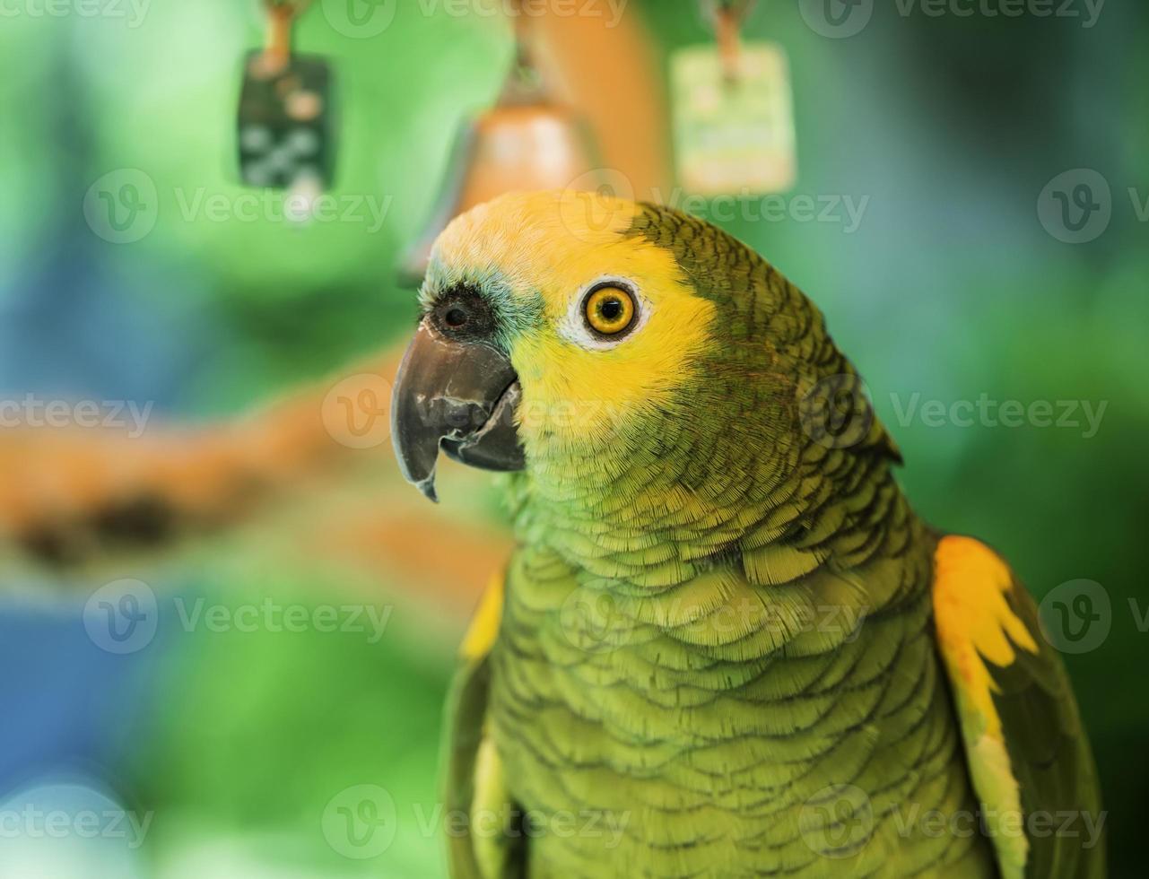pappagallo verde foto
