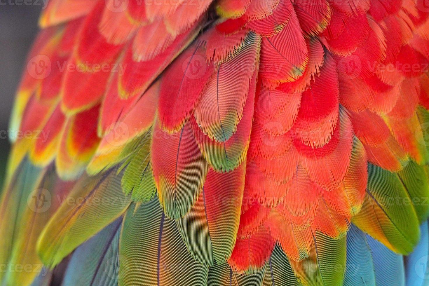 piume di macaw foto