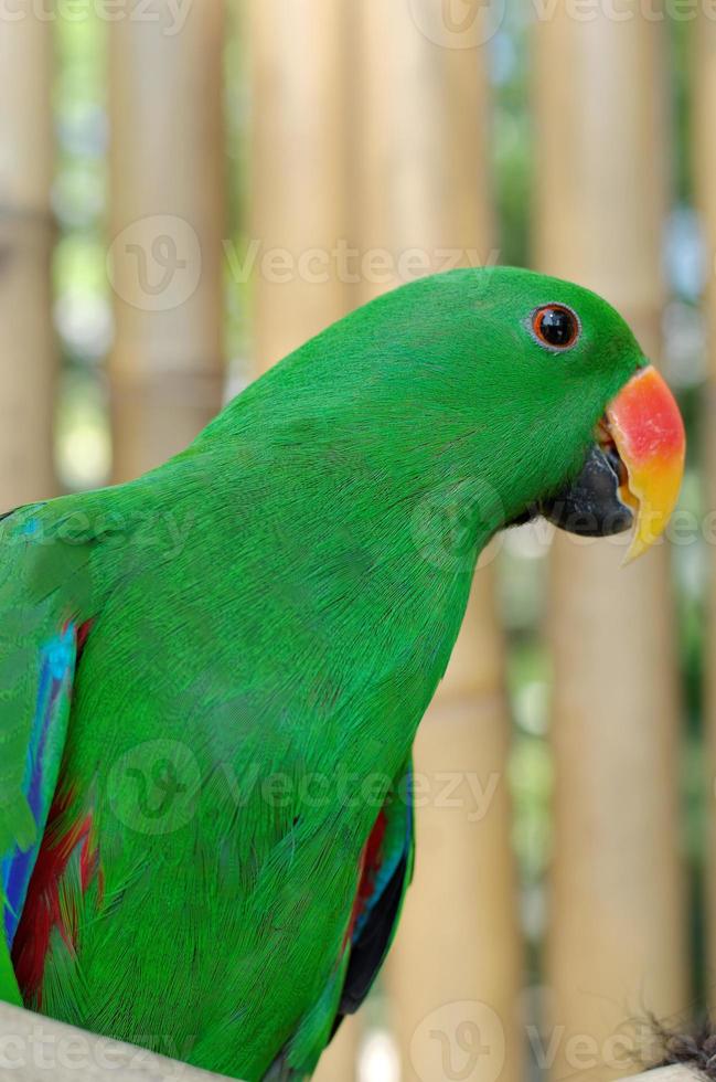 pappagallo maschio di eclectus foto