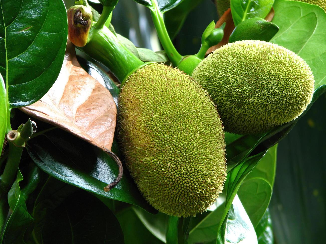 alberello tropicale giovani jackfruits verdi appesi agli alberi foto