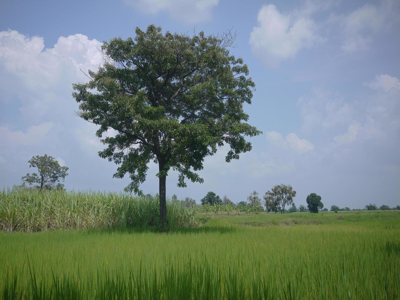 un albero autonomo nel campo verde tropicale nel cielo blu foto