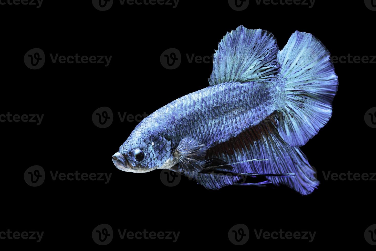 un pesce combattente siamese blu su sfondo nero foto