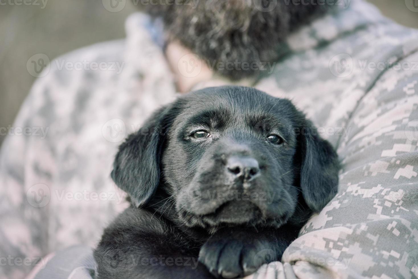 cucciolo di labrador retriever di colore nero sulle mani. focalizzazione morbida. foto